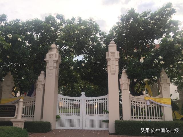 泰国的气候适宜什么植物（泰国常见植物指南）(5)