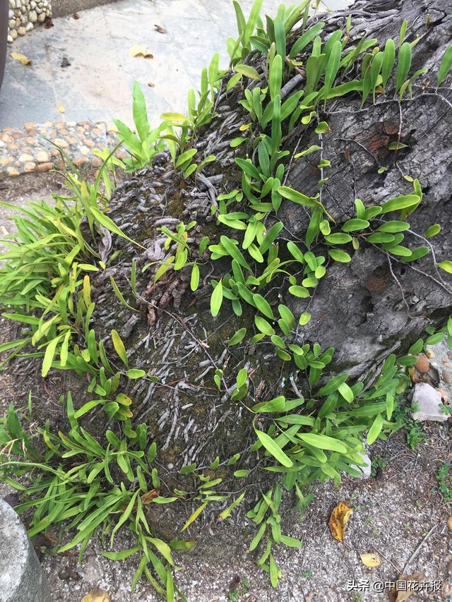 泰国的气候适宜什么植物（泰国常见植物指南）(51)