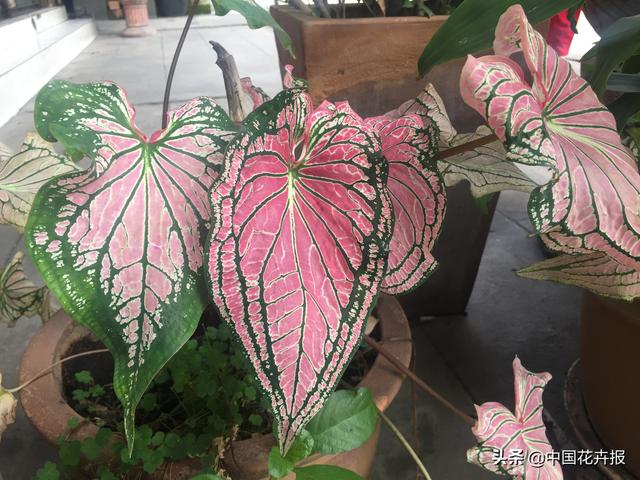 泰国的气候适宜什么植物（泰国常见植物指南）(47)