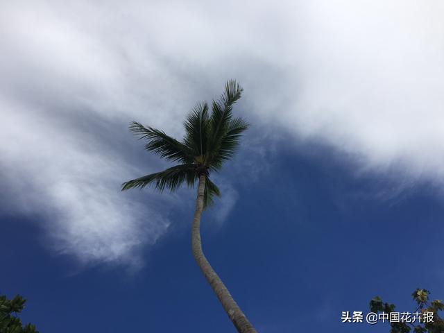 泰国的气候适宜什么植物（泰国常见植物指南）(40)