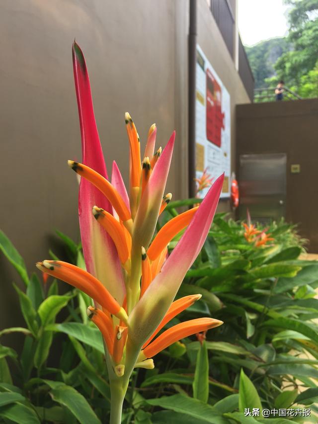 泰国的气候适宜什么植物（泰国常见植物指南）(50)