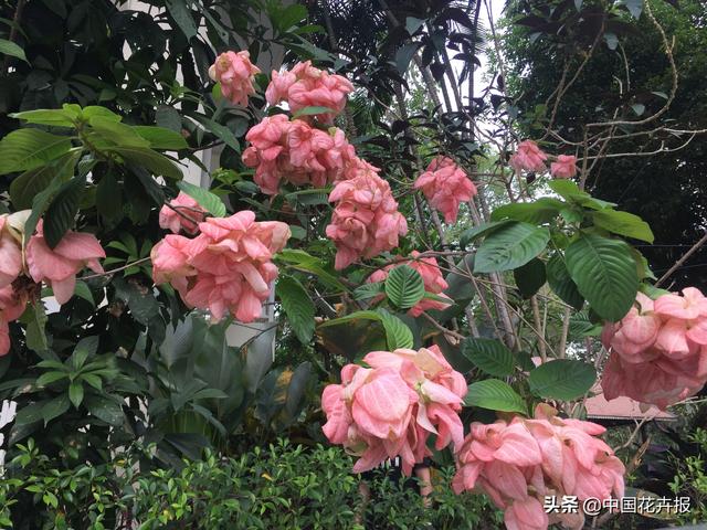 泰国的气候适宜什么植物（泰国常见植物指南）(21)