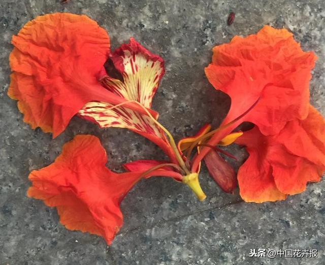 泰国的气候适宜什么植物（泰国常见植物指南）(27)