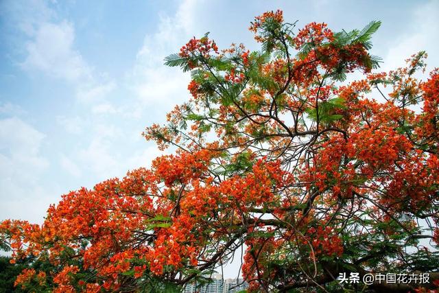 泰国的气候适宜什么植物（泰国常见植物指南）(24)