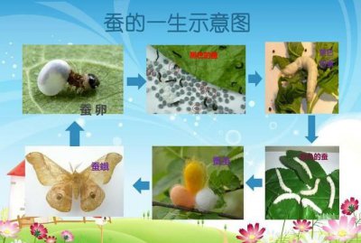 ​蚕宝宝的生长过程，蚕宝宝的生长过程？