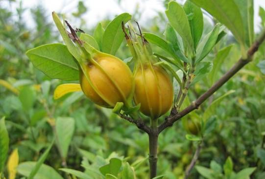 栀子花用植物油当肥料可以吗