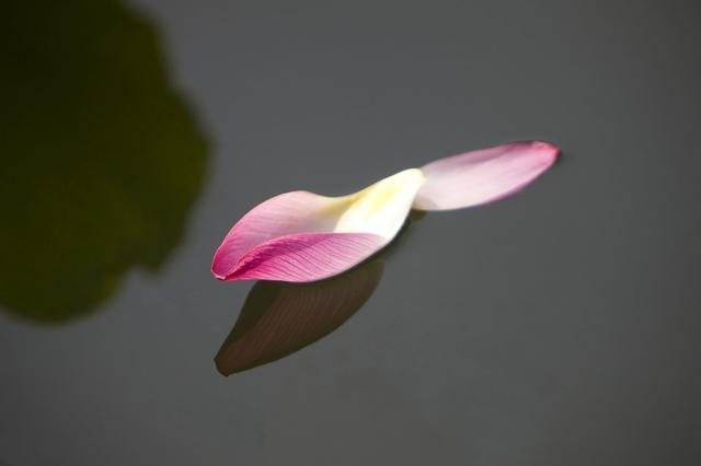 静看庭前花开花落坐看云卷云舒（赏读但看花开花落）(2)