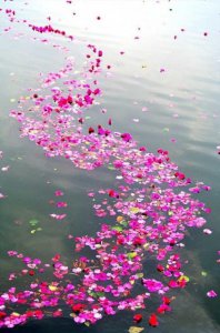 ​静看庭前花开花落坐看云卷云舒（赏读但看花开花落）