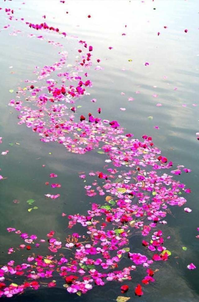 静看庭前花开花落坐看云卷云舒（赏读但看花开花落）(1)