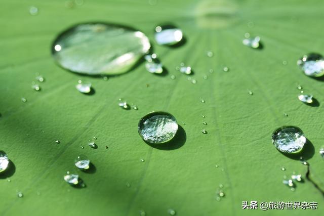 荷叶的功能与作用（细说荷叶的作用）(2)