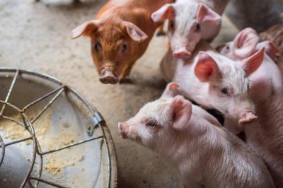 ​猪肉价格上涨19个月后首次回落（但一个因素或导致重回高位）