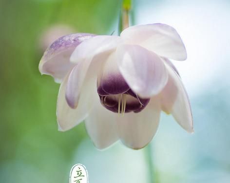 立春,立夏是每年的几月几日