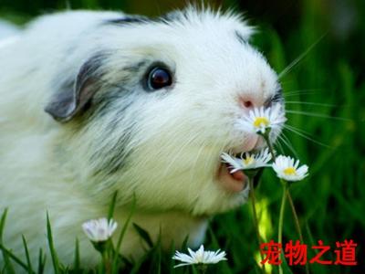 兔子不吃窝边草是怎么回事（兔子不吃窝边草的N种原因）(1)