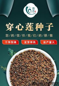 ​穿心莲种子种植方法（如何种植穿心莲）