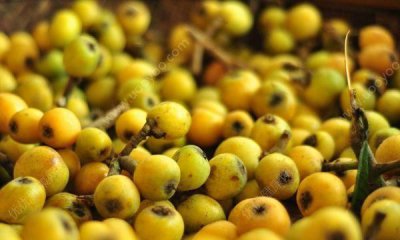 ​枇杷可以放冰箱保鲜,枇杷能不能放冰箱冷藏