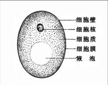为什么酵母菌属于最基本的结构层次又属于个体
