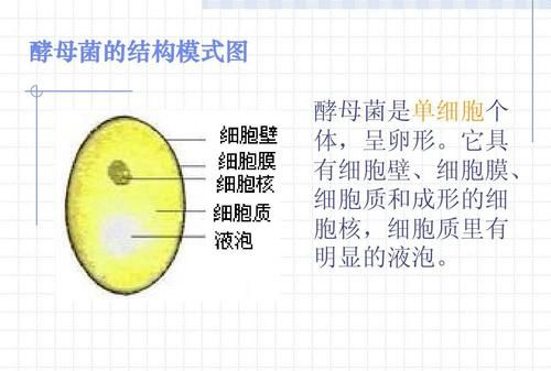 与大肠杆菌相比酵母菌最主要的结构特征