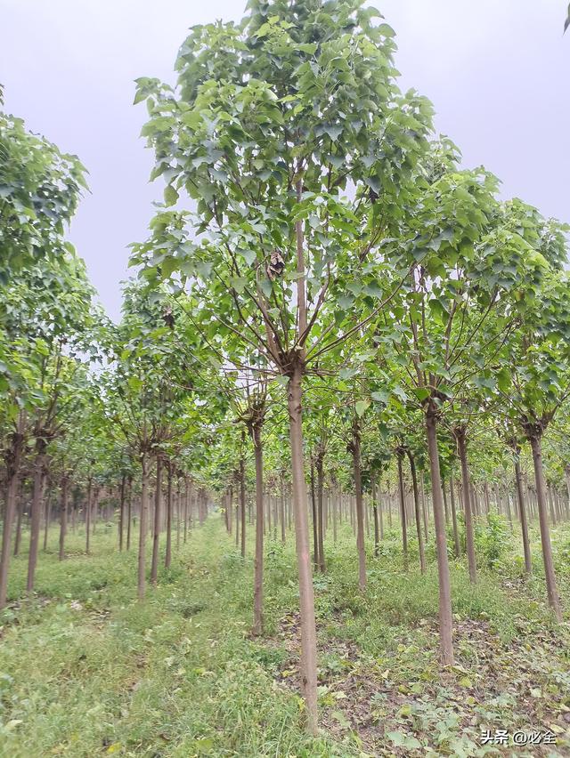 土壤改良最简单方法（最全最靠谱的土壤改良方法）(2)