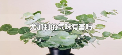 ​尤加利的气味有害吗（尤加利味道有毒吗）