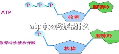 ​atp中文名称是什么（ATP中文名称是什么?）
