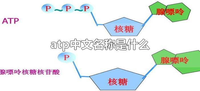 atp中文名称是什么