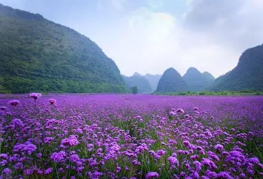 贵州熏衣草花海在哪儿（10月贵州看薰衣草攻略）(11)
