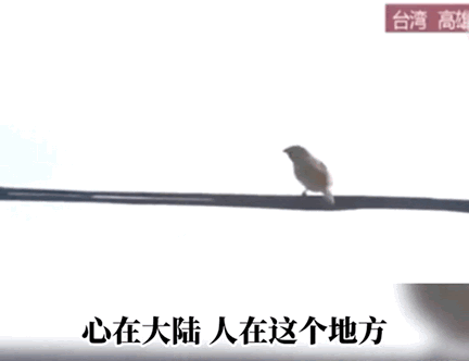 佩洛西怎么了（佩洛西刚走这俩）(41)