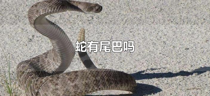 蛇有尾巴吗