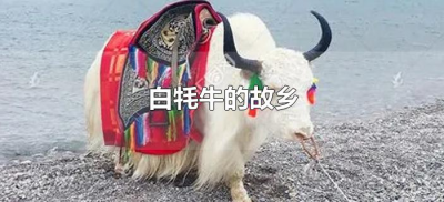​白牦牛的故乡（白牦牛是哪里的）