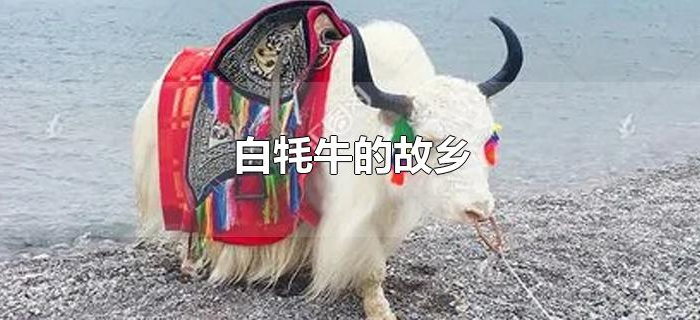 白牦牛的故乡