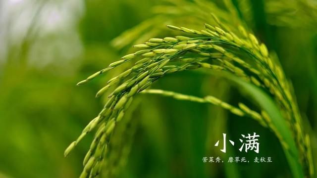 小满经典诗句，关于小满的诗句有哪些？图4