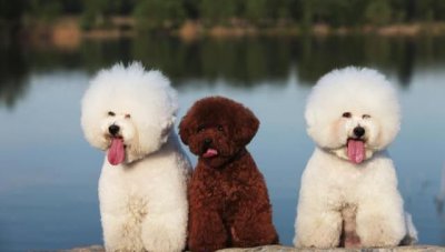 ​比熊和泰迪的区别，比熊犬和泰迪的区别？