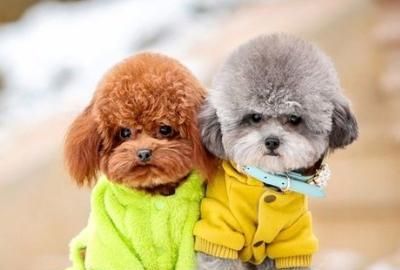 比熊和泰迪的区别，比熊犬和泰迪的区别？图2