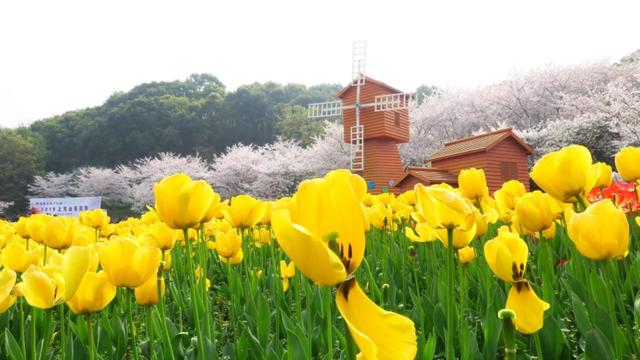 苏州上方山国家森林公园好玩吗（苏州上方山森林公园）(2)