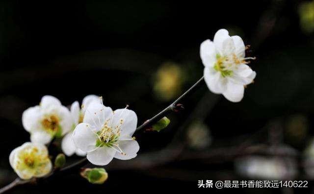 关于杏花的诗句50首（苏先生读诗50首杏花诗词）(4)