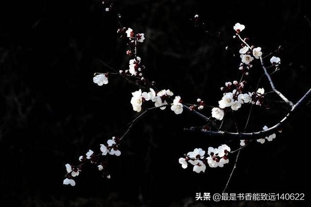 关于杏花的诗句50首（苏先生读诗50首杏花诗词）(5)