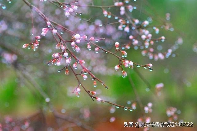关于杏花的诗句50首（苏先生读诗50首杏花诗词）(3)