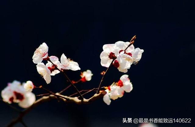关于杏花的诗句50首（苏先生读诗50首杏花诗词）(2)