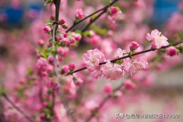 关于杏花的诗句50首（苏先生读诗50首杏花诗词）(6)