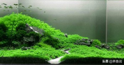 ​水草缸怎么养才干净（这有套简单粗暴的鱼缸水草缸开缸教学）