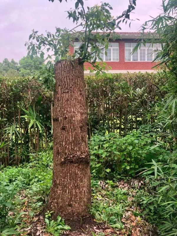 自己种的香樟树被罚款14万（修剪自己买的香樟树竟被罚14万）(3)