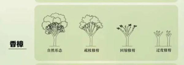 自己种的香樟树被罚款14万（修剪自己买的香樟树竟被罚14万）(4)