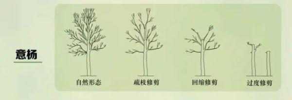 自己种的香樟树被罚款14万（修剪自己买的香樟树竟被罚14万）(5)
