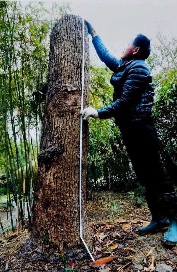 自己种的香樟树被罚款14万（修剪自己买的香樟树竟被罚14万）(2)