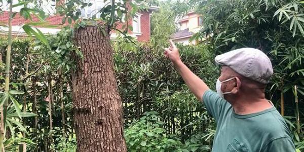 自己种的香樟树被罚款14万（修剪自己买的香樟树竟被罚14万）(1)