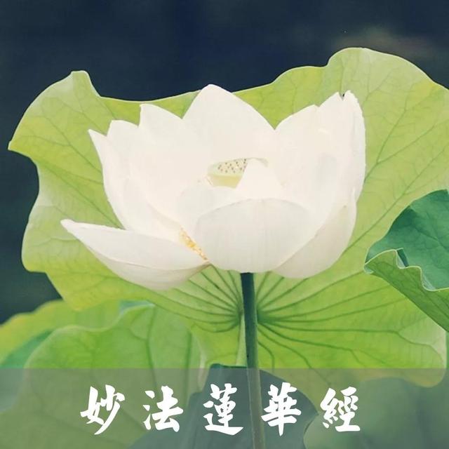 妙法莲华经浅释第64集（妙法莲华经浅释第64集）(1)
