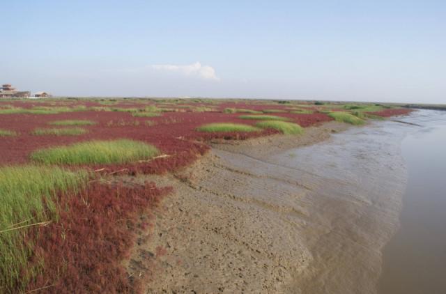 辽宁省盘锦红海滩风景区攻略（辽宁盘锦有三处举世罕见的红海滩）(11)