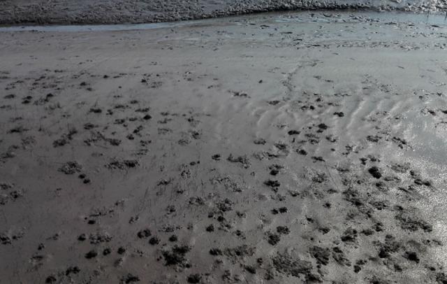 辽宁省盘锦红海滩风景区攻略（辽宁盘锦有三处举世罕见的红海滩）(20)