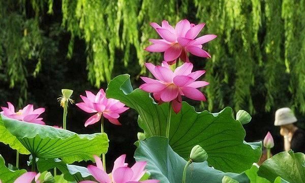 立冬的前一天叫什么,皇历上的四绝日指的是什么图3