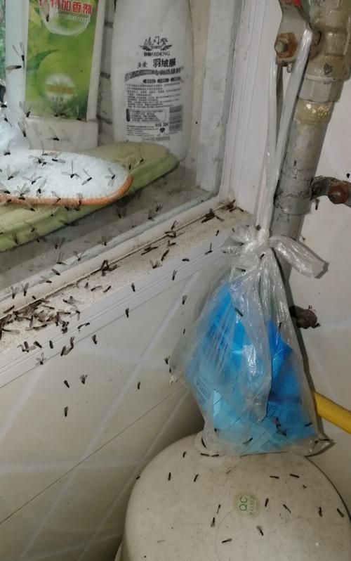 家里有小蚂蚁怎么能彻底消灭